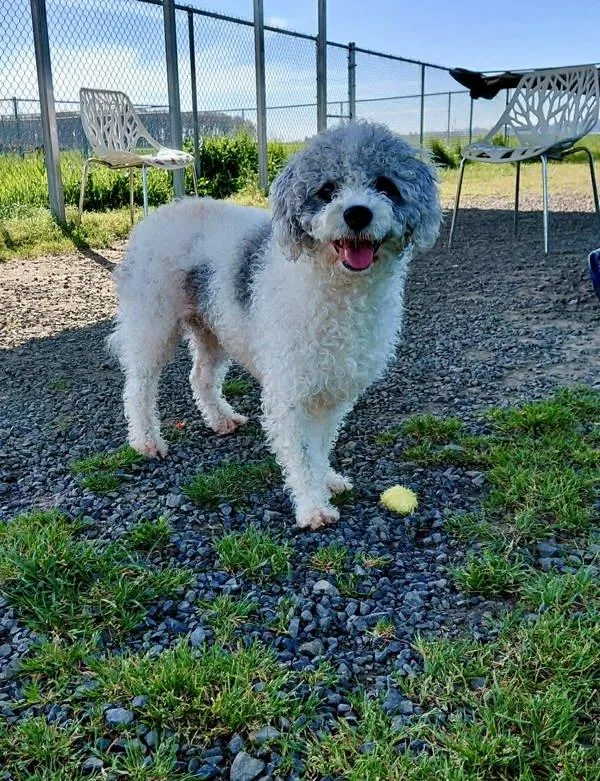 Noodle Doodle thumbnail 3