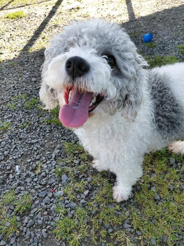 Noodle Doodle thumbnail 4