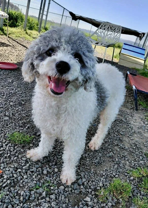 Noodle Doodle thumbnail 5