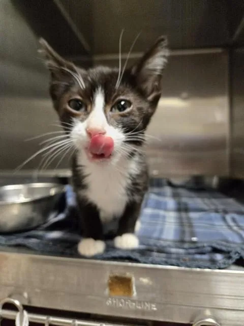 A young small-sized male Domestic Short Hair cat named Zephyr for adoption in Casper, WY