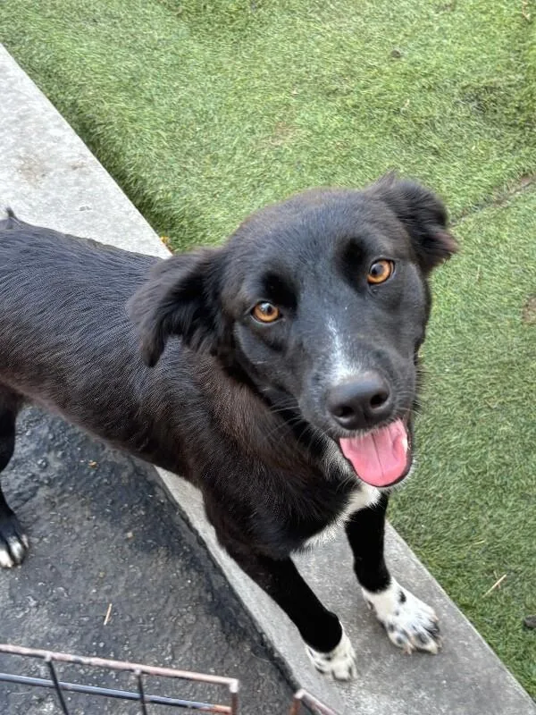 A young medium-sized female Black Border Collie dog named Chalupa for adoption in Van Nuys, CA