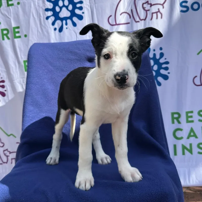 A baby medium-sized female Border Collie dog named Marta for adoption in Logan, UT