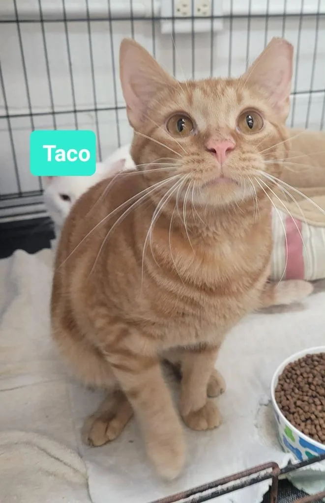 A young medium-sized male Domestic Short Hair cat named Taco for adoption in Richmond, IN