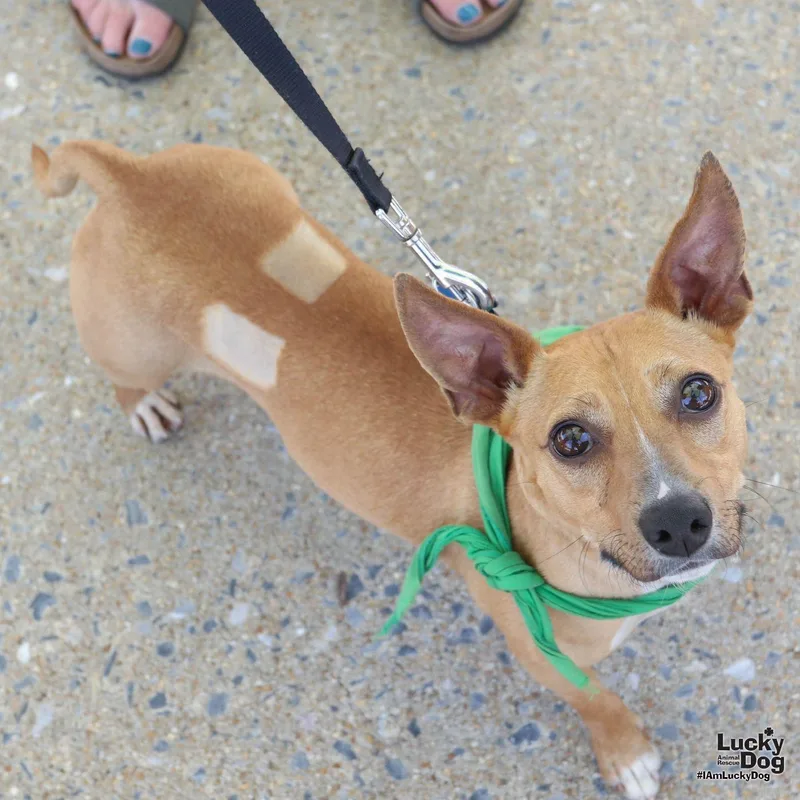 A young small-sized female Chihuahua dog named Byerly for adoption in Washington, DC