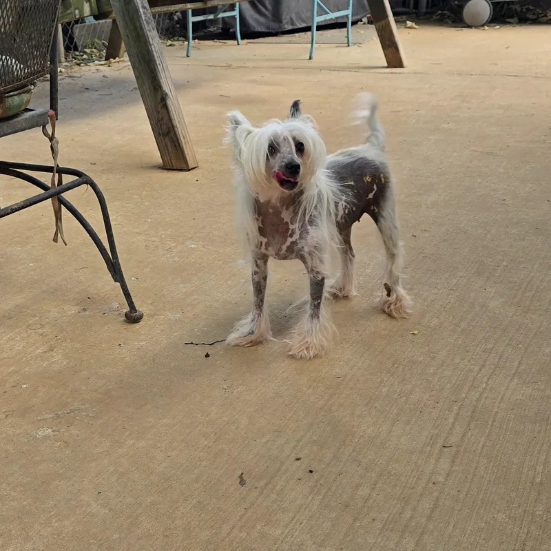 An adult small-sized female Gray / Blue / Silver Chinese Crested Dog dog named Bri for adoption in Athens, AL