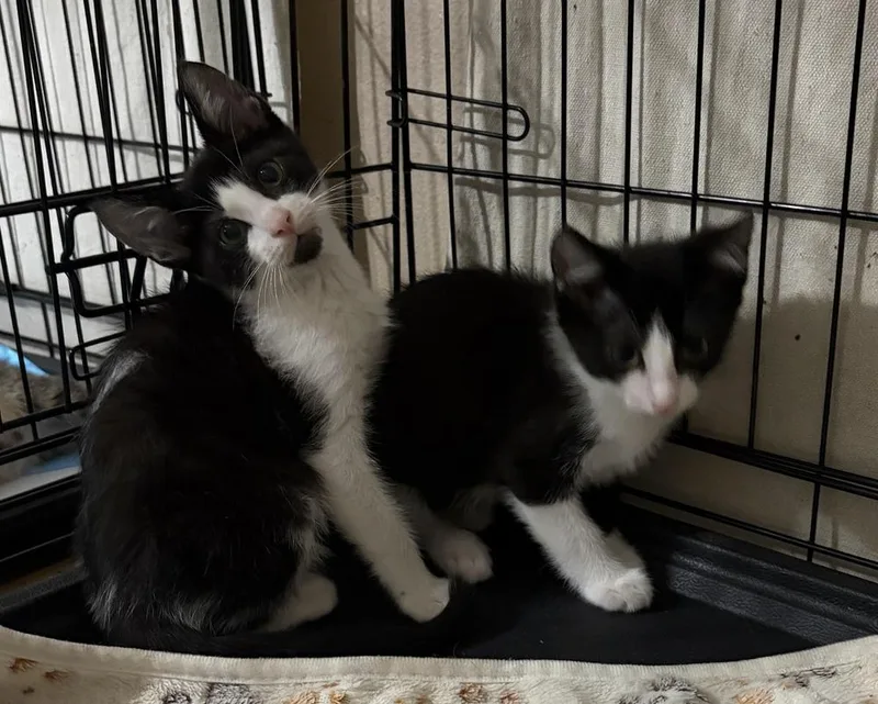 A baby small-sized male Black & White / Tuxedo Domestic Short Hair cat named Chakra for adoption in Orlando, FL