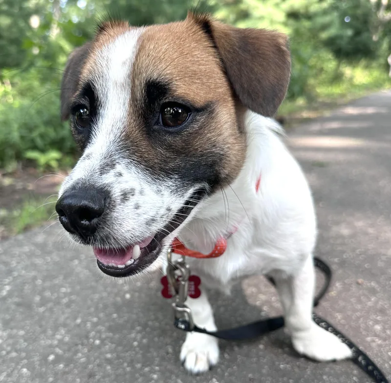 A young small-sized male Jack Russell Terrier dog named Kwan for adoption in Brooklyn, NY