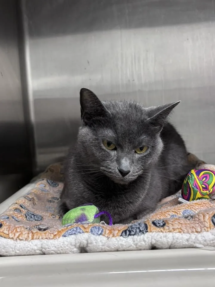 An adult medium-sized female Domestic Short Hair cat named Munchie for adoption in Stillwater, OK