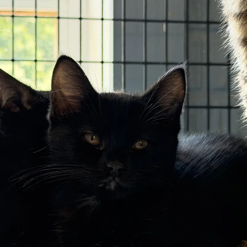 A baby small-sized male Black Domestic Short Hair cat named Scout for adoption in Ruckersville, VA