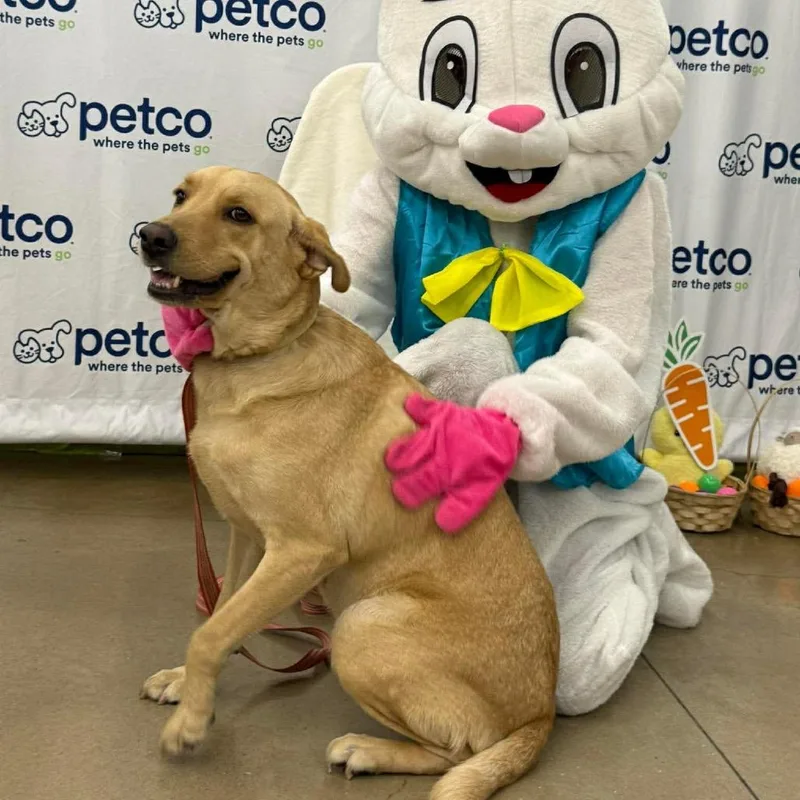 Stella Bella thumbnail 4