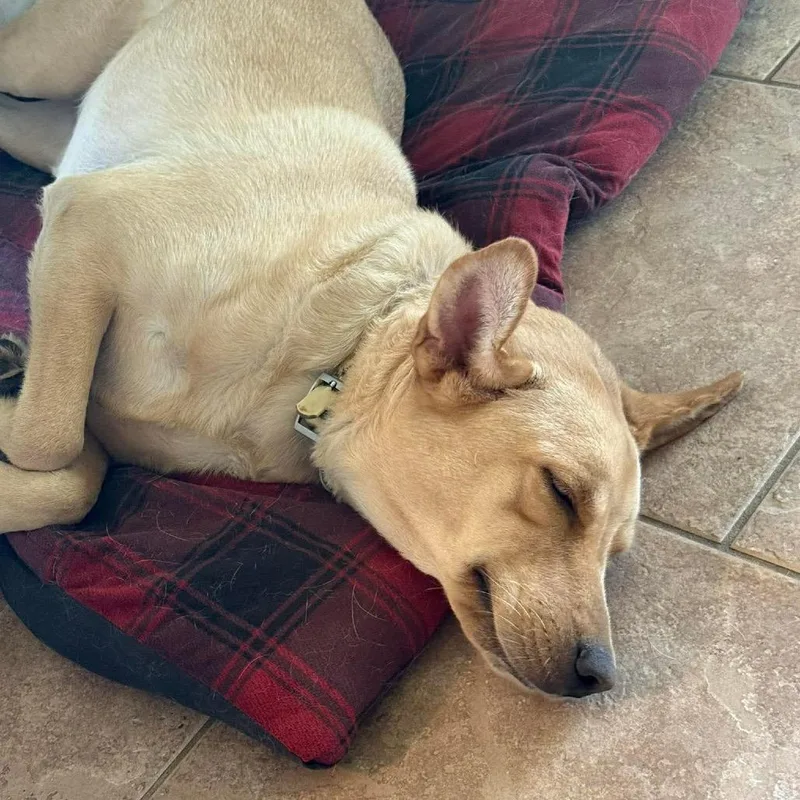 Stella Bella thumbnail 5