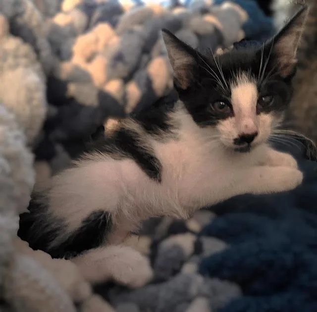 A baby small-sized male Domestic Short Hair cat named Tuxedo for adoption in Sacramento, CA