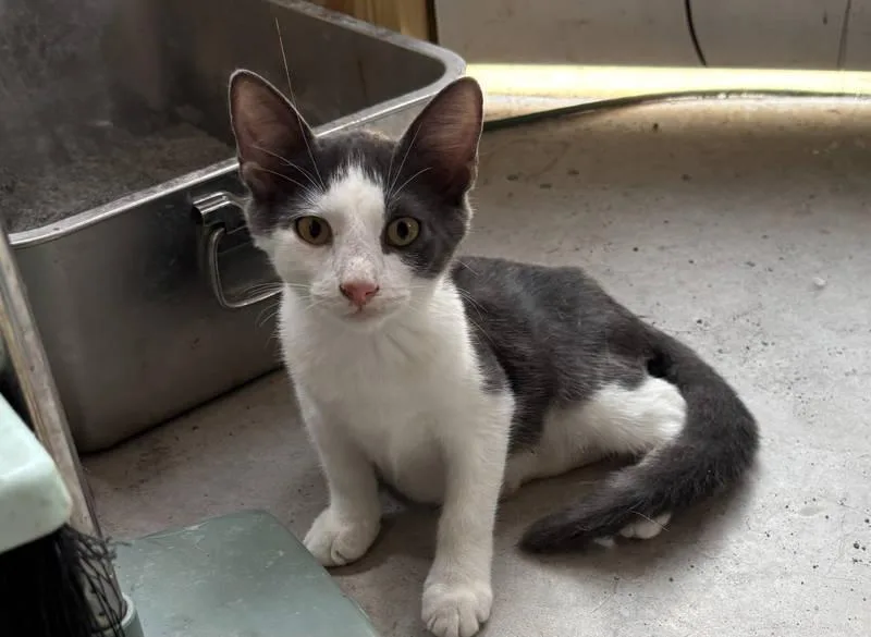 A baby medium-sized male Gray & White Domestic Short Hair cat named Angus for adoption in Jacksonville, FL