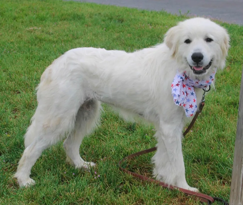 An adult large-sized female Great Pyrenees dog named Ducky for adoption in Stuarts Draft, VA