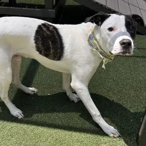 A young large-sized male Shepherd dog named Lloyd for adoption in The Colony, TX