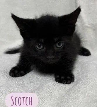 A baby medium-sized male Black Domestic Short Hair cat named Scotch for adoption in Parma, OH