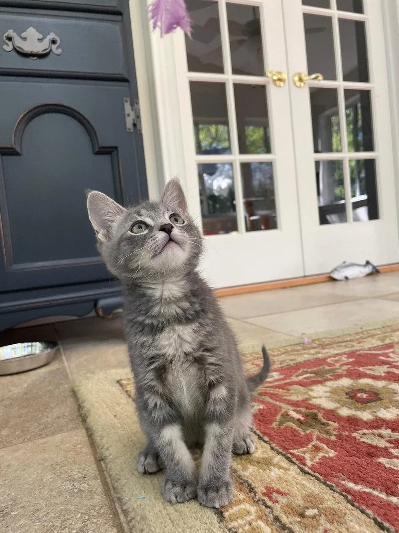 A baby medium-sized female Domestic Short Hair cat named Johnny Jump Up for adoption in Broomall, PA