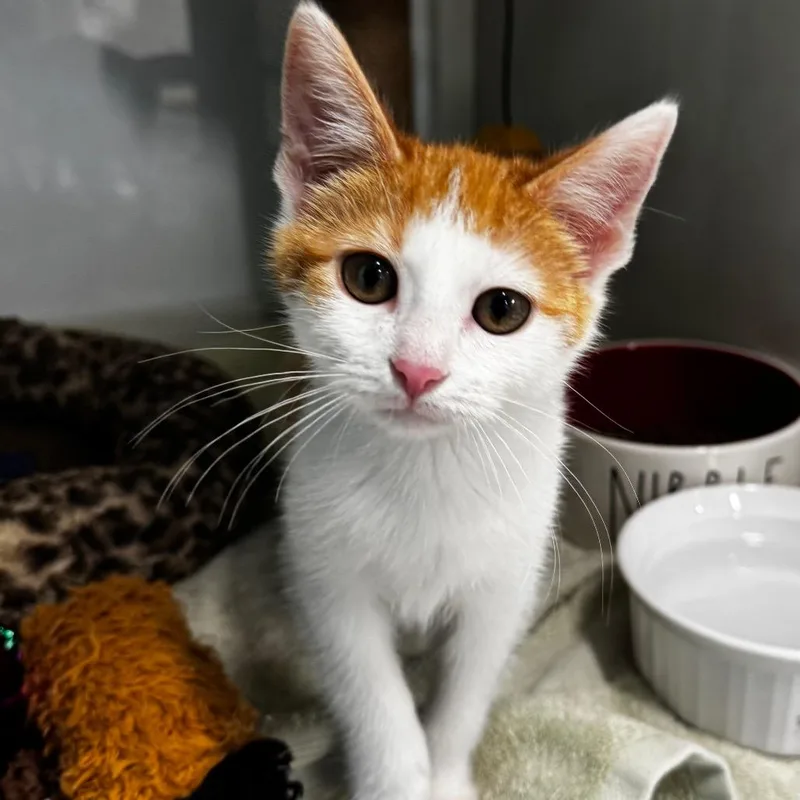A baby small-sized female White Domestic Short Hair cat named Forest for adoption in Wheeling, IL