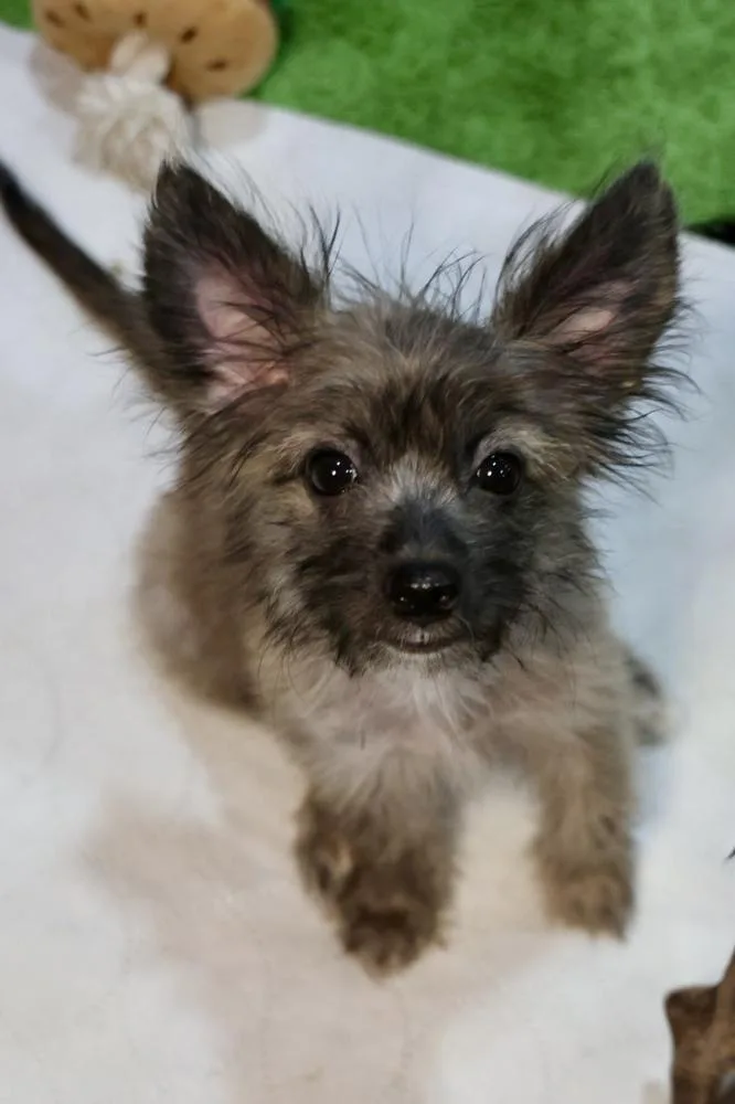 A baby small-sized female Gray / Blue / Silver Chihuahua dog named Wimbledon for adoption in TUCSON, AZ