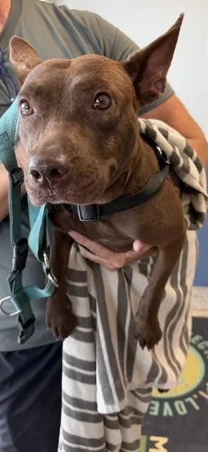 A young medium-sized female Terrier dog named Linna for adoption in Miami, FL