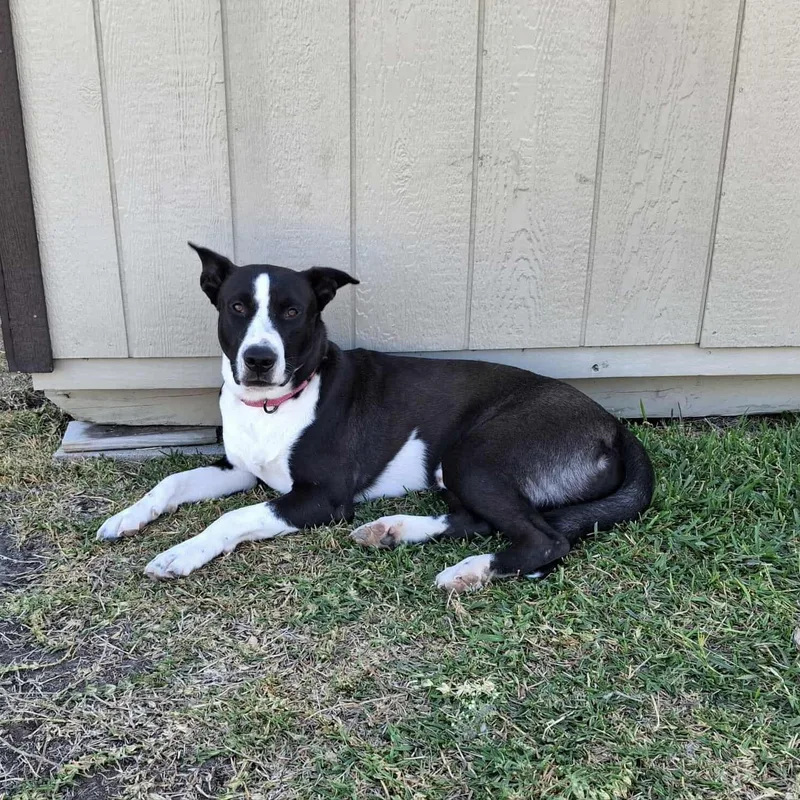 A young large-sized male Black Mountain Cur dog named Moonpie for adoption in Seguin, TX
