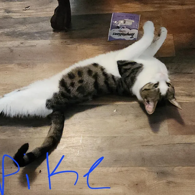 A young small-sized male White Domestic Short Hair cat named Spike for adoption in Lynchburg, VA