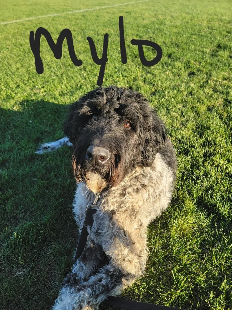 An adult large-sized male Black Poodle dog named Mylo for adoption in Harrisville, UT