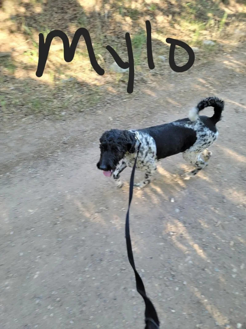 Mylo thumbnail 2