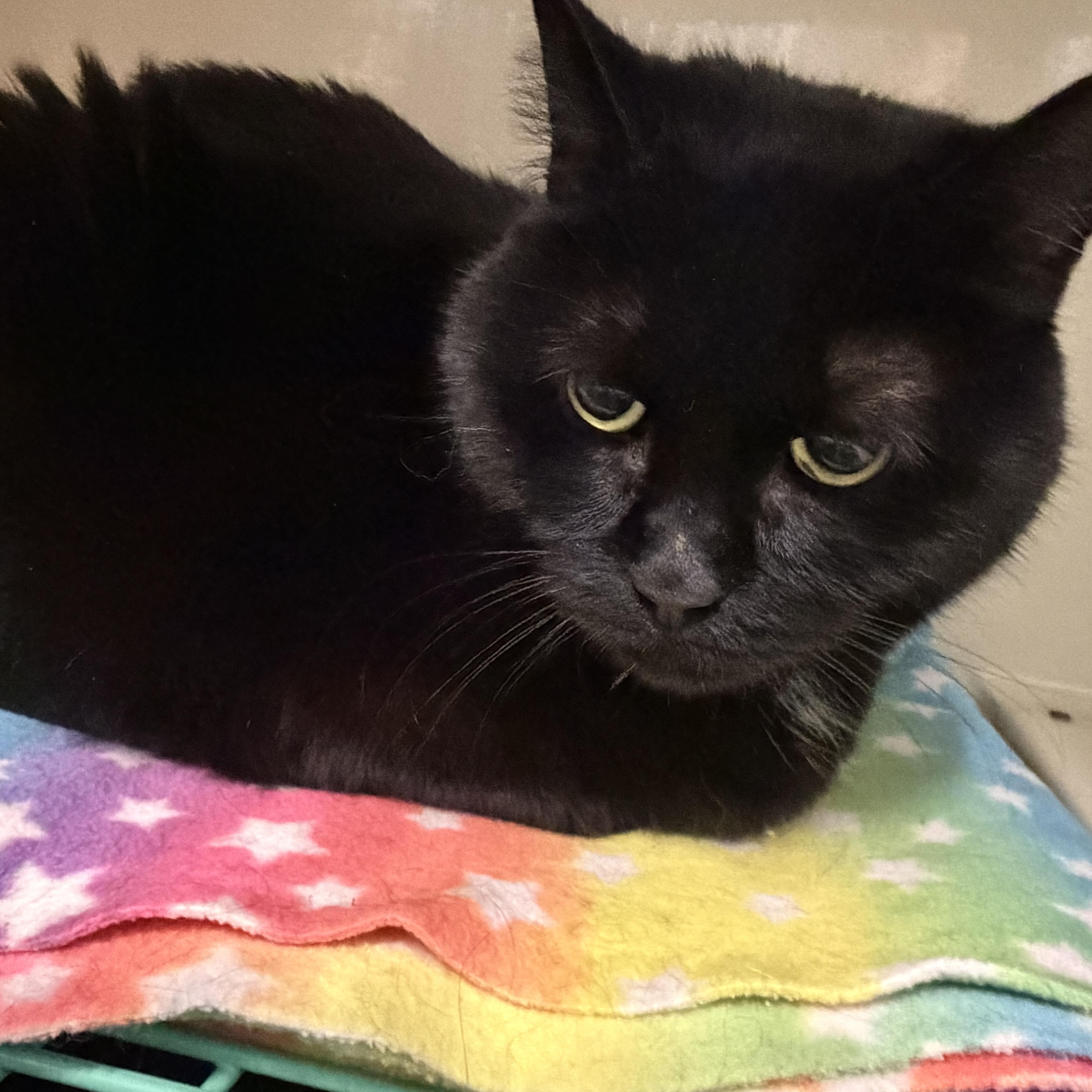 A senior medium-sized male Black Domestic Short Hair cat named Alex for adoption in Mansfield, CT