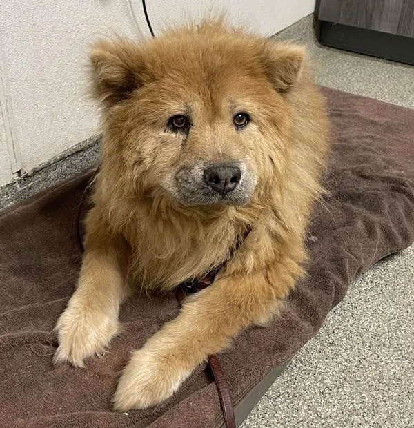 A senior large-sized female Chow Chow dog named Ellie for adoption in Escondido, CA