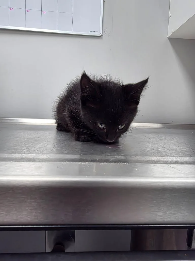 A baby small-sized female Domestic Short Hair cat named Daisy for adoption in Angola, IN