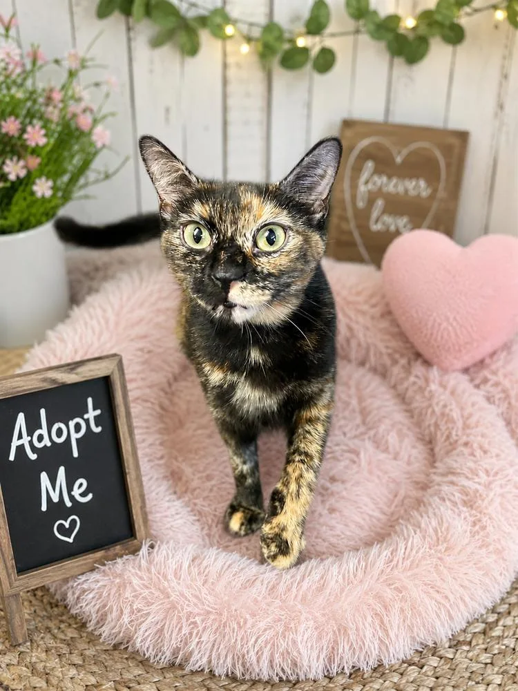 A young medium-sized female American Shorthair cat named Mary for adoption in Westwood, NJ