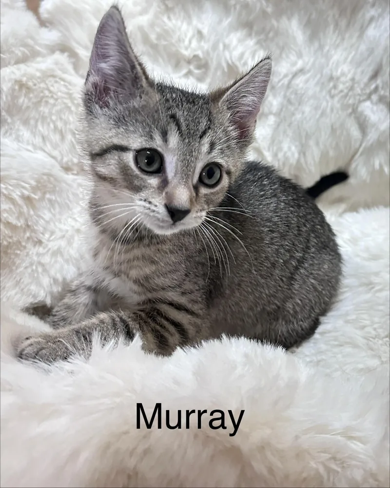 A baby medium-sized male Tabby (Brown / Chocolate) Domestic Short Hair cat named Murray for adoption in South Elgin, IL