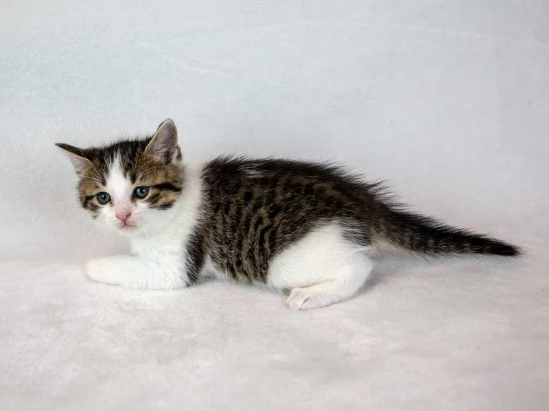 A baby medium-sized male Domestic Short Hair cat named Stein for adoption in Kennesaw, GA
