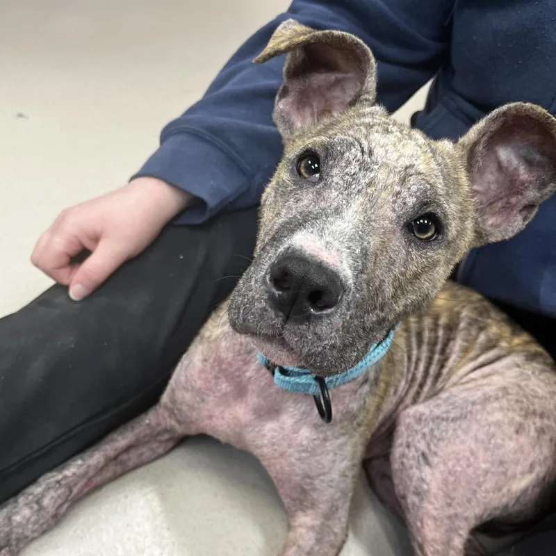 A young medium-sized male Brindle Mixed Breed dog named Frito for adoption in Vineland, NJ