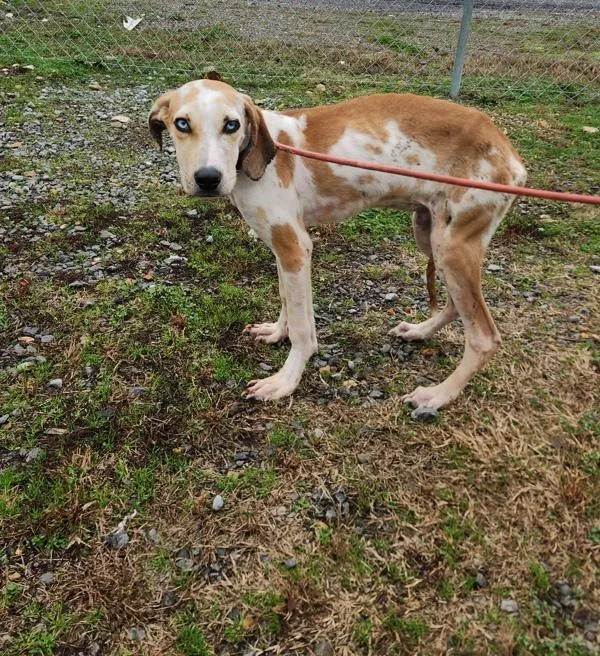 Forrest  Blue thumbnail 2