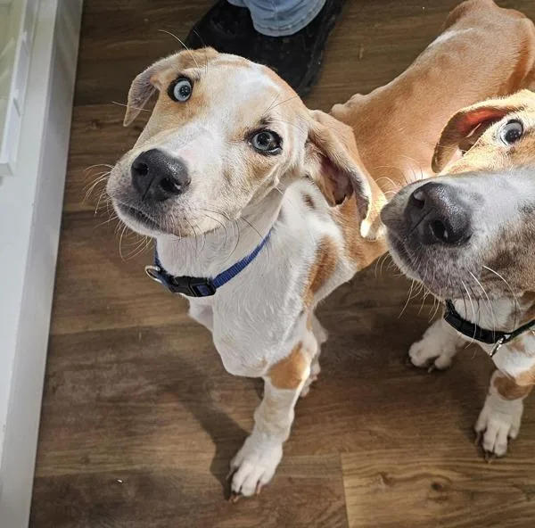 Forrest  Blue thumbnail 5