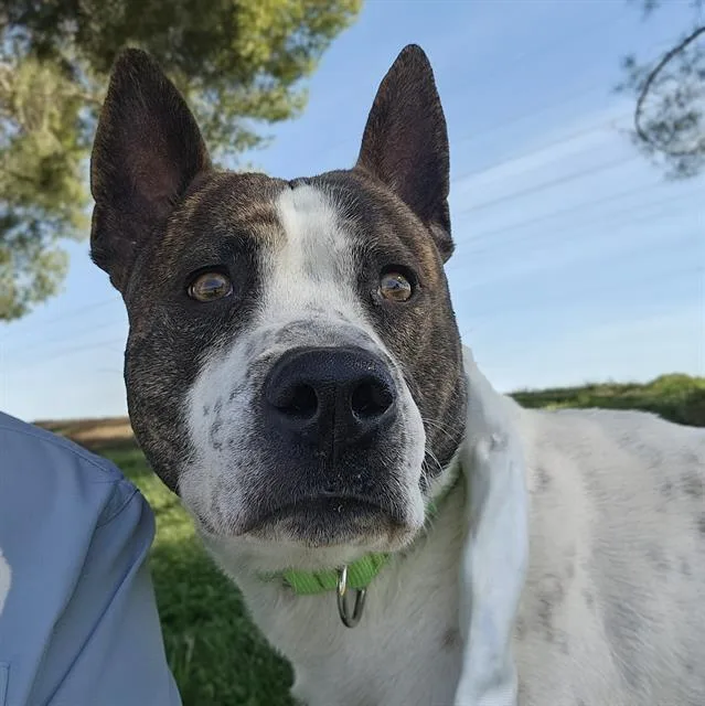 Coda