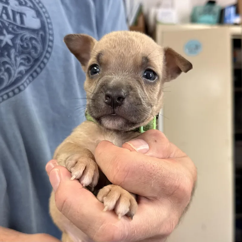 A baby medium-sized female Brown / Chocolate Pit Bull Terrier dog named Palermo for adoption in Columbia, SC