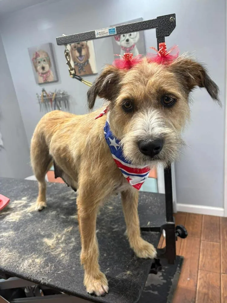 An adult medium-sized female White / Cream Wheaten Terrier dog named Blossom for adoption in Irwin, PA