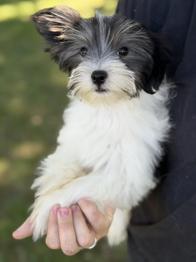 Bodhi thumbnail 2