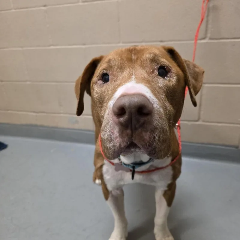 A senior medium-sized male Red / Chestnut / Orange Pit Bull Terrier dog named Speedy for adoption in Tacoma, WA