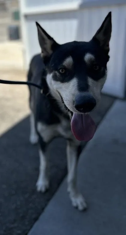 A young large-sized male Husky dog named Diego for adoption in Fresno, CA