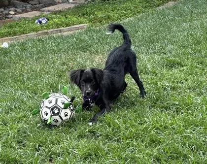 A baby medium-sized male Mixed Breed dog named Ipad Kid for adoption in Pleasanton, CA