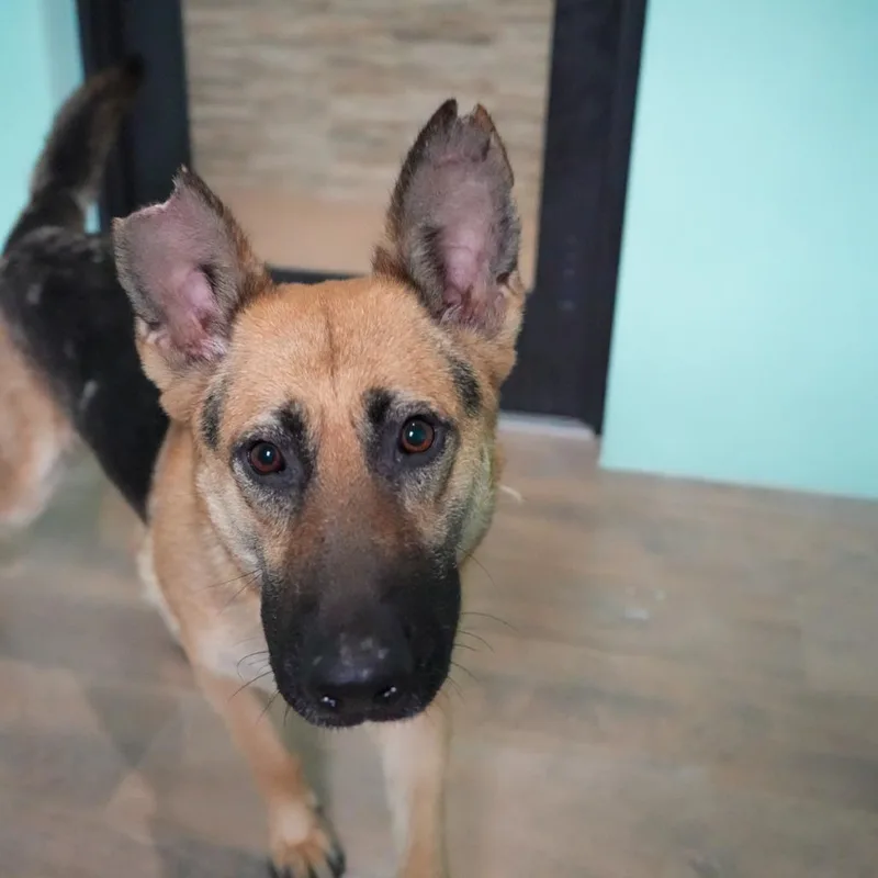 An adult medium-sized female Yellow / Tan / Blond / Fawn German Shepherd Dog dog named Shadow for adoption in LOXAHATCHEE, FL