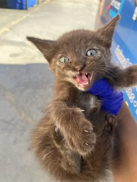 A baby small-sized male Domestic Medium Hair cat named Luis for adoption in Dallas, TX