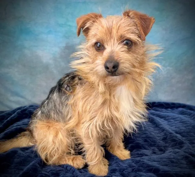 An adult small-sized male Yorkshire Terrier dog named Teddy for adoption in Salinas, CA
