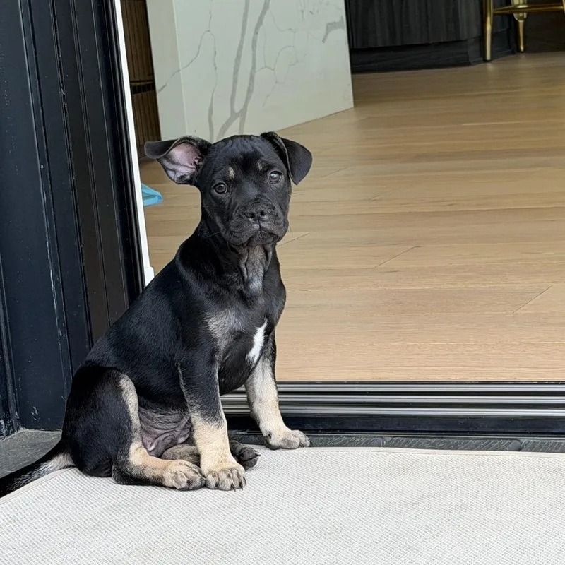 A baby small-sized male Black Chihuahua dog named Eeyore for adoption in North Hollywood, CA
