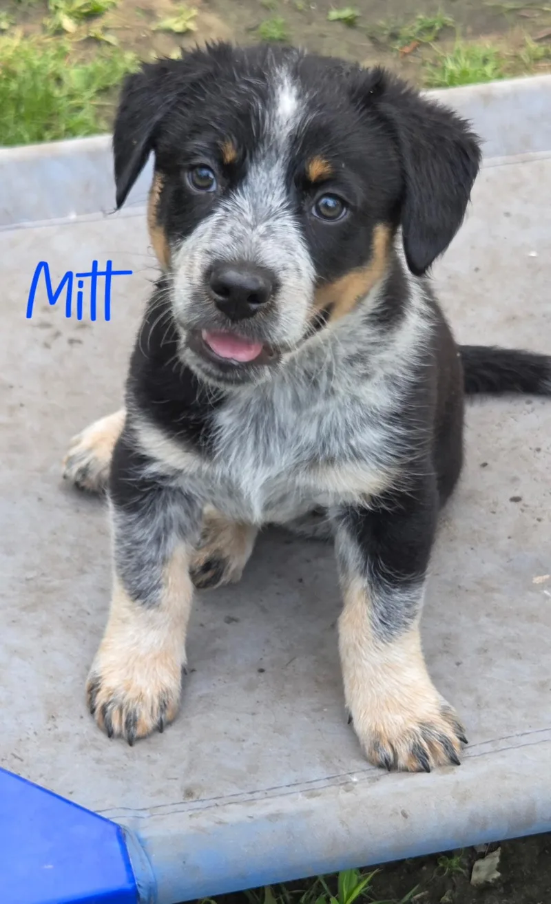 A baby medium-sized male Tricolor (Brown, Black, & White) Beagle dog named Mitt for adoption in Warren, MI