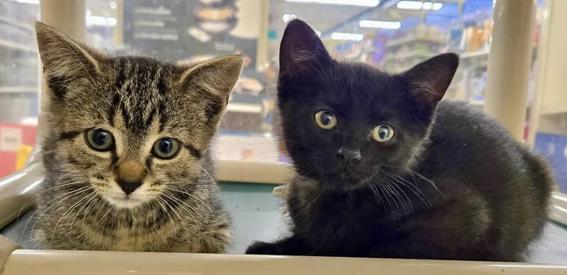 A baby medium-sized female Brown / Chocolate Domestic Short Hair cat named Ouija for adoption in Red Bank, NJ